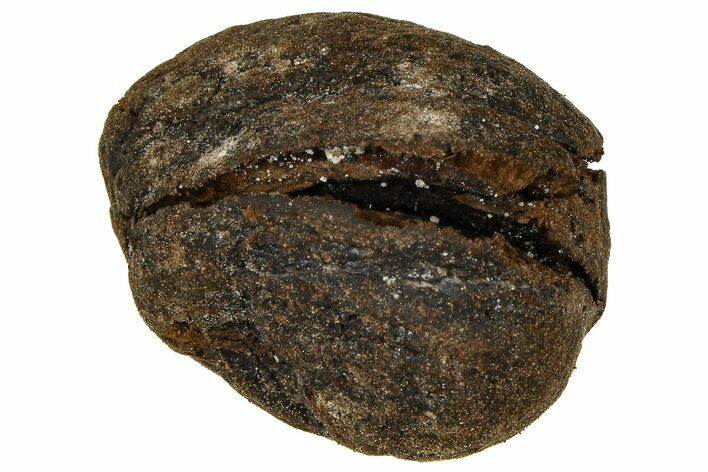 Pliocene Fossil Hickory Tree (Carya) Nut - France #365408